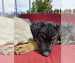 Small #4 Australian Shepherd-Miniature Australian Shepherd Mix