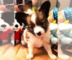 Small #1 Papillon