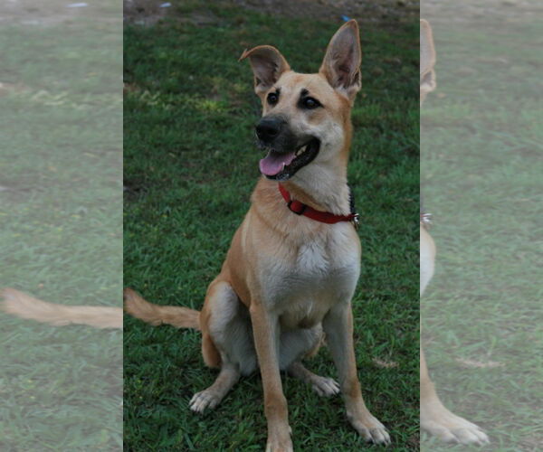 Medium Photo #6 Golden Shepherd Puppy For Sale in Attalka, AL, USA