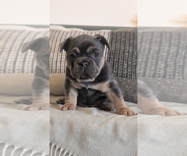 Medium Photo #60 French Bulldog Puppy For Sale in GOSHEN, IN, USA