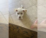 Small #1 Dachshund Mix