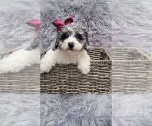 Shih Tzu Puppy for sale in INDIANAPOLIS, IN, USA