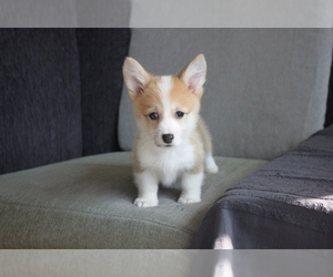 Cardigan Welsh Corgi Puppy for sale in LONG ISLAND CITY, NY, USA