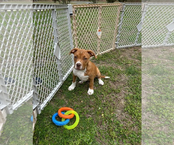 Medium Photo #2 American Staffordshire Terrier-Unknown Mix Puppy For Sale in Holly Springs, NC, USA