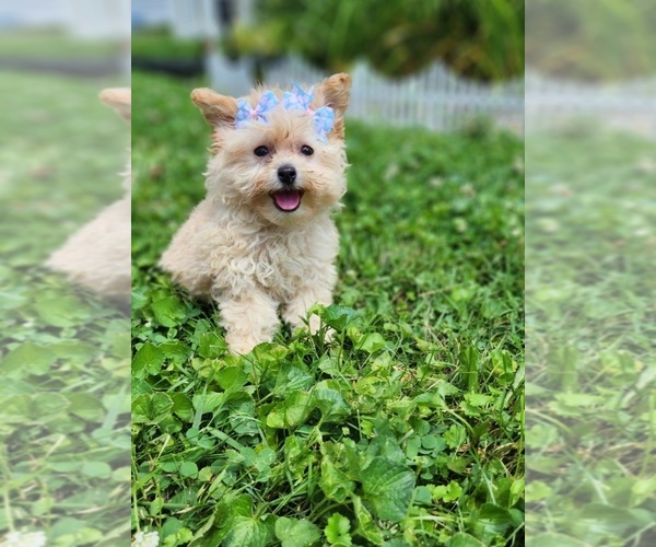 Medium Photo #1 Pom-A-Poo Puppy For Sale in INDIANAPOLIS, IN, USA