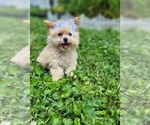 Image preview for Ad Listing. Nickname: Pixie