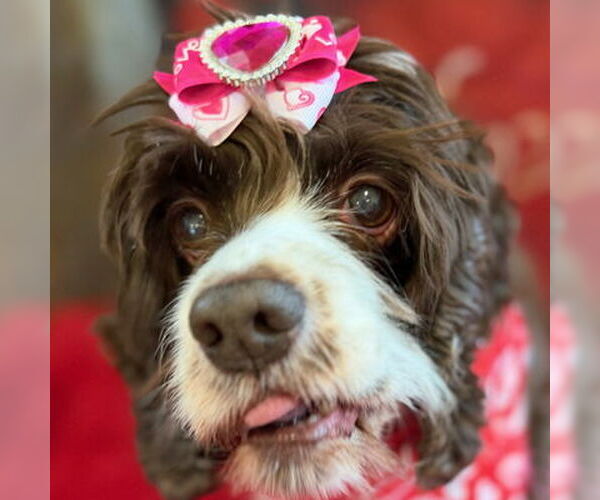 Medium Photo #12 Cocker Spaniel Puppy For Sale in Arlington, VA, USA