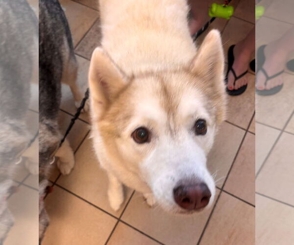 Medium Photo #5 Siberian Husky-Unknown Mix Puppy For Sale in Virginia Beach, VA, USA