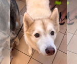Small #4 Siberian Husky Mix