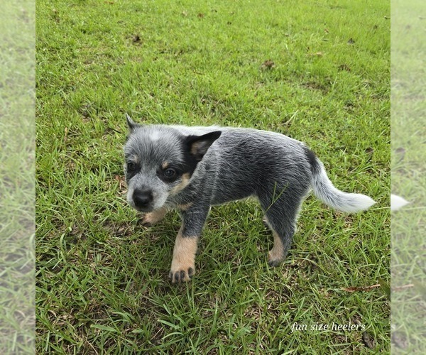 Medium Photo #3 Australian Cattle Dog Puppy For Sale in LAURINBURG, NC, USA