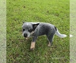 Small #2 Australian Cattle Dog