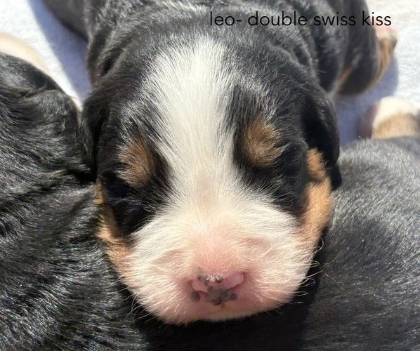 Medium Photo #3 Bernese Mountain Dog Puppy For Sale in NORWOOD, MO, USA