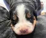 Small #2 Bernese Mountain Dog