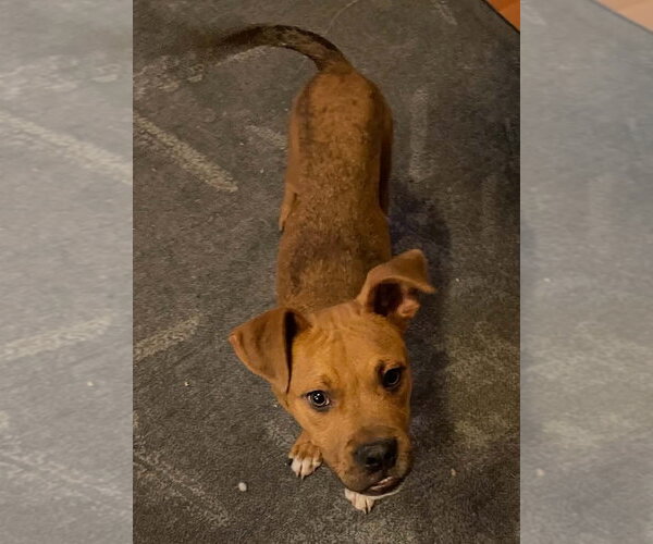 Medium Photo #3 Boxer-Unknown Mix Puppy For Sale in Hillsboro, NH, USA