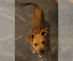 Small #2 Boxer Mix
