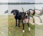 Small #3 Labrador Retriever Mix