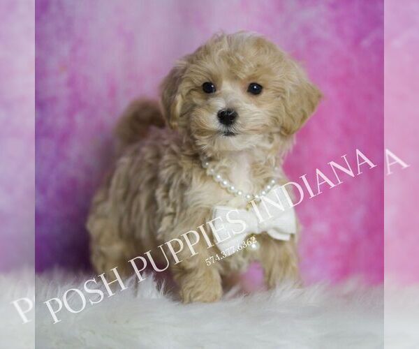 Medium Photo #3 Maltipoo Puppy For Sale in WARSAW, IN, USA