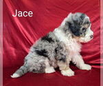Small Photo #13 Bernedoodle (Miniature) Puppy For Sale in CANON CITY, CO, USA