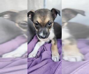 Mutt Dogs for adoption in San Antonio, TX, USA