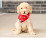Puppy Murphy Goldendoodle