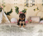 Small Photo #2 Yorkshire Terrier Puppy For Sale in WARSAW, IN, USA