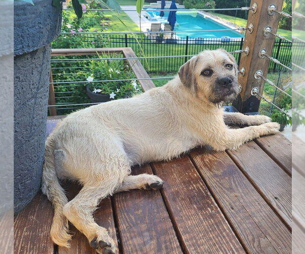 Medium Photo #23 Bulldog-English Foxhound Mix Puppy For Sale in Raleigh, NC, USA