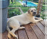 Small #22 Bulldog-English Foxhound Mix
