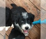 Small Photo #1 Aussiedoodle Puppy For Sale in MARION, TX, USA