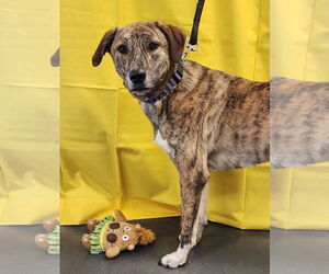 Catahoula Leopard Dog-Great Pyrenees Mix Dogs for adoption in Clinton, OK, USA