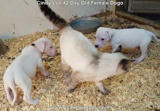 Medium Photo #78 Dogo Argentino Puppy For Sale in PINEVILLE, MO, USA