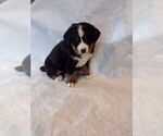Small Photo #19 Bernese Mountain Dog Puppy For Sale in MEMPHIS, MO, USA