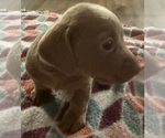 Small #9 Dachshund