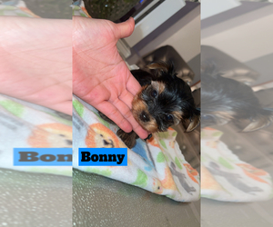 Yorkshire Terrier Puppy for sale in BERWYN, IL, USA