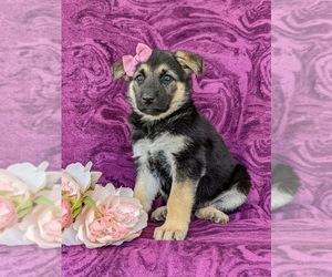 German Shepherd Dog Puppy for sale in OXFORD, PA, USA