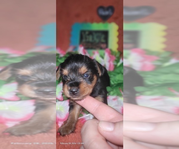Medium Photo #159 Yorkshire Terrier Puppy For Sale in AKRON, OH, USA