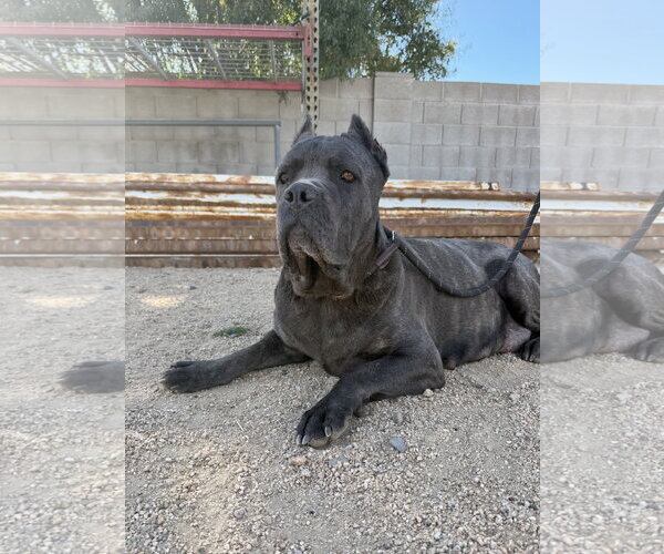 Medium Photo #2 Mutt Puppy For Sale in Goodyear, AZ, USA