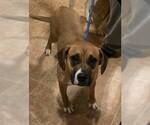 Small Boxer Mix