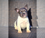 Small #7 French Bulldog