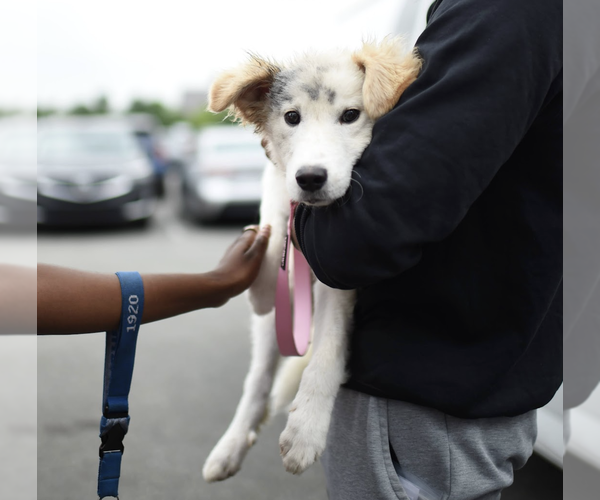 Medium Photo #8 Collie-Unknown Mix Puppy For Sale in Brooklyn, NY, USA
