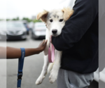 Small #7 Collie Mix