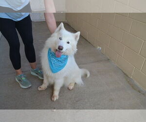 Samoyed-Unknown Mix Dogs for adoption in McKinney, TX, USA