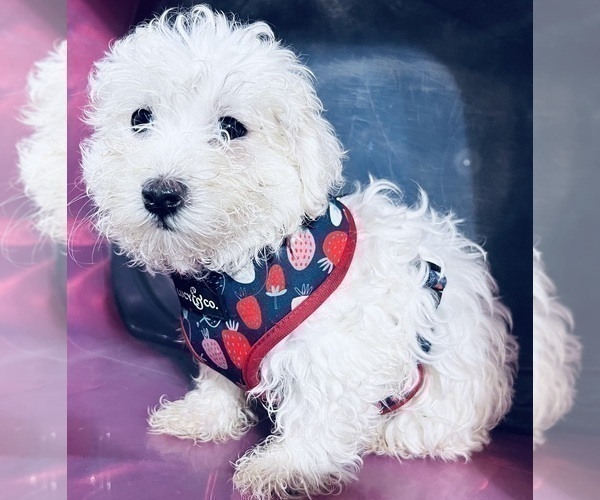 Medium Photo #6 Maltipoo Puppy For Sale in DURHAM, CT, USA