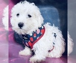 Small Photo #6 Maltipoo Puppy For Sale in DURHAM, CT, USA
