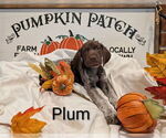 Small Photo #10 German Shorthaired Pointer Puppy For Sale in CABOT, AR, USA