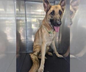 German Shepherd Dog-Unknown Mix Dogs for adoption in San Antonio, TX, USA