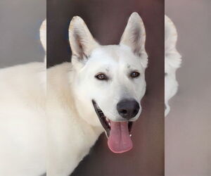 German Shepherd Dog-Siberian Husky Mix Dogs for adoption in Pasadena, CA, USA