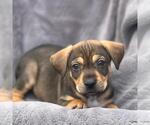 Small Labrador Retriever Mix