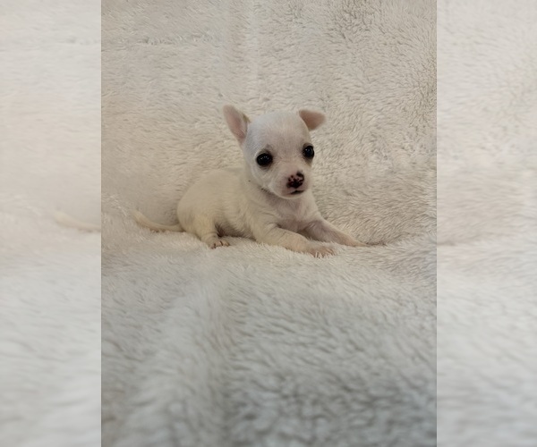 Medium Photo #6 Chihuahua Puppy For Sale in SHERMAN, TX, USA