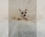 Small #5 Chihuahua