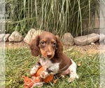 Small #2 Dachshund